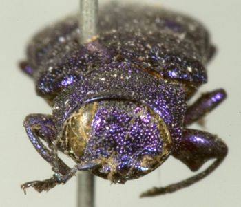 Media type: image;   Entomology 2706 Aspect: head frontal view
